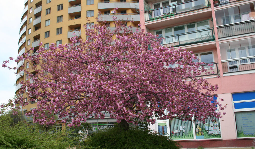 Slunečnice