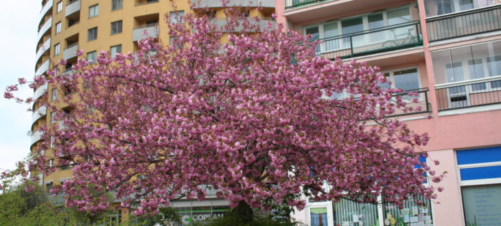 Slunečnice
