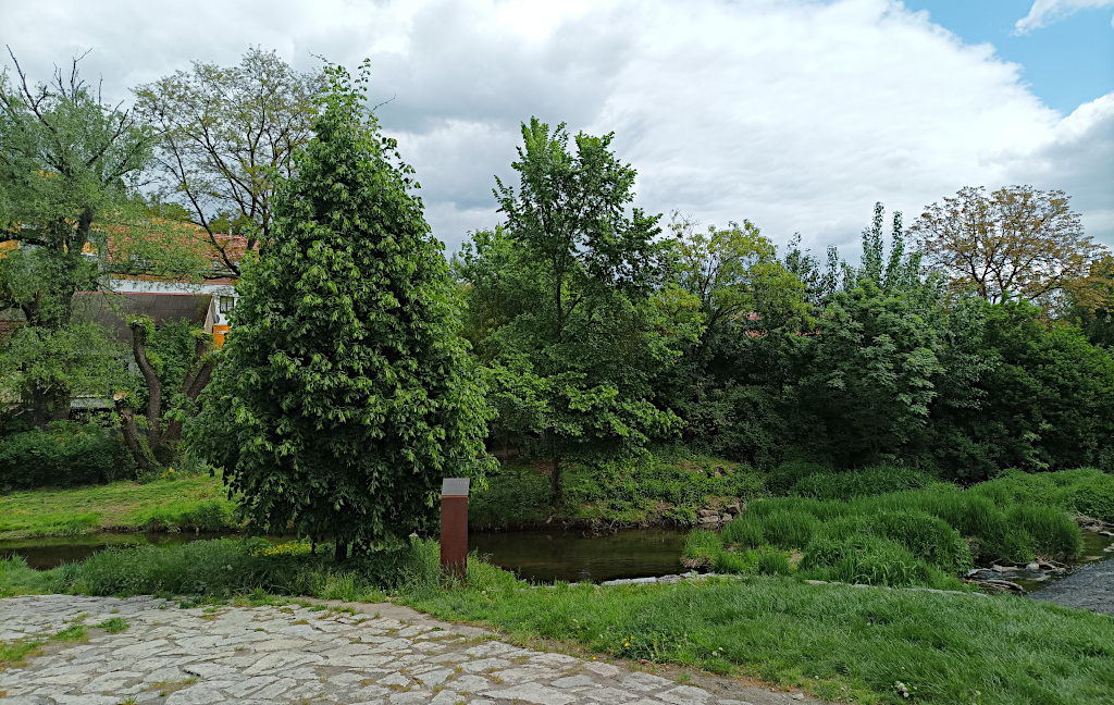 Lípa Svobody Záběhlice Botič